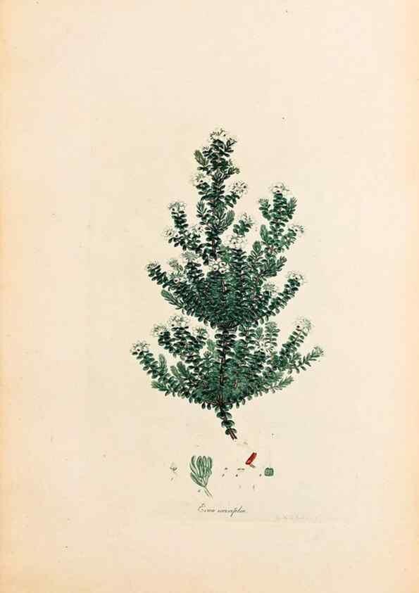 Reproducción/Reproduction 33963353498: Coloured engravings of heaths :. London :Published by the Author. Printed by T. Bensley,1802-09 [1830?]. 