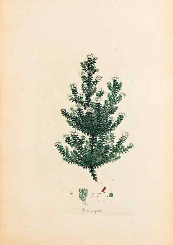 Reproducción/Reproduction 33963353498: Coloured engravings of heaths :. London :Published by the Author. Printed by T. Bensley,1802-09 [1830?]. 