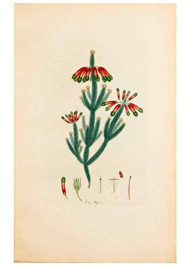 Reproducción/Reproduction 46924392885: Coloured engravings of heaths :. London :Published by the Author. Printed by T. Bensley,1802-09 [1830?]. 