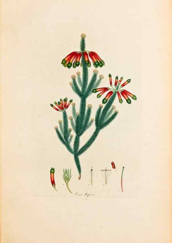 Reproducción/Reproduction 46924392885: Coloured engravings of heaths :. London :Published by the Author. Printed by T. Bensley,1802-09 [1830?]. 