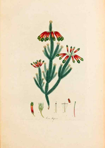 Reproducción/Reproduction 46924392885: Coloured engravings of heaths :. London :Published by the Author. Printed by T. Bensley,1802-09 [1830?]. 