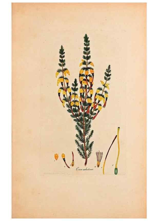 Reproducción/Reproduction 47051151134: Coloured engravings of heaths :. London :Published by the Author. Printed by T. Bensley,1802-09 [1830?]. 