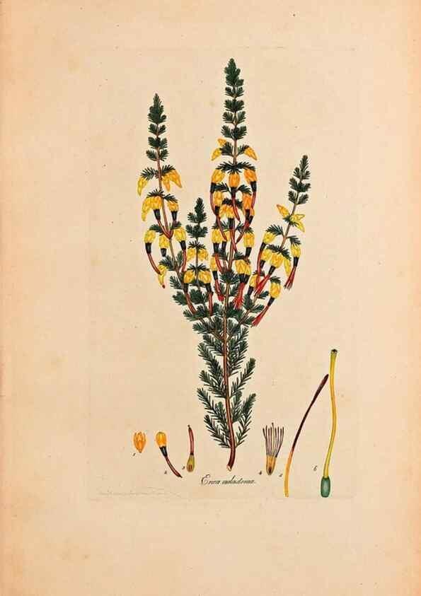 Reproducción/Reproduction 47051151134: Coloured engravings of heaths :. London :Published by the Author. Printed by T. Bensley,1802-09 [1830?]. 