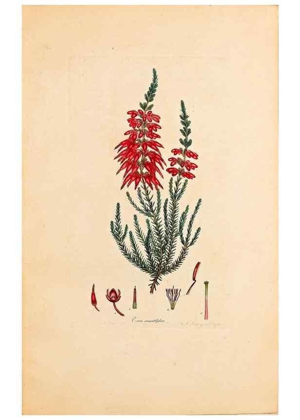 Reproducción/Reproduction 40873970183: Coloured engravings of heaths :. London :Published by the Author. Printed by T. Bensley,1802-09 [1830?]. 