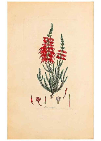 Reproducción/Reproduction 40873970183: Coloured engravings of heaths :. London :Published by the Author. Printed by T. Bensley,1802-09 [1830?]. 