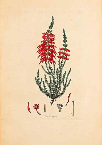 Reproducción/Reproduction 40873970183: Coloured engravings of heaths :. London :Published by the Author. Printed by T. Bensley,1802-09 [1830?]. 