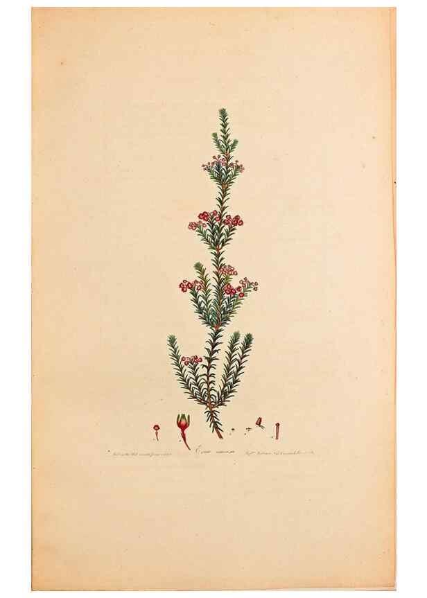 Reproducción/Reproduction 47051152284: Coloured engravings of heaths :. London :Published by the Author. Printed by T. Bensley,1802-09 [1830?]. 