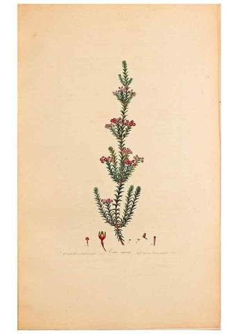 Reproducción/Reproduction 47051152284: Coloured engravings of heaths :. London :Published by the Author. Printed by T. Bensley,1802-09 [1830?]. 
