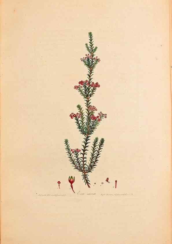 Reproducción/Reproduction 47051152284: Coloured engravings of heaths :. London :Published by the Author. Printed by T. Bensley,1802-09 [1830?]. 