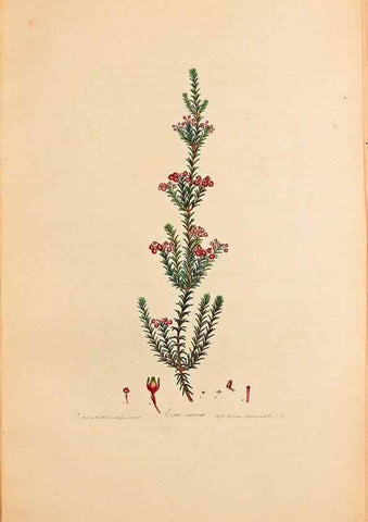 Reproducción/Reproduction 47051152284: Coloured engravings of heaths :. London :Published by the Author. Printed by T. Bensley,1802-09 [1830?]. 