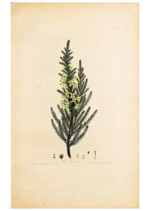 Reproducción/Reproduction 46924394255: Coloured engravings of heaths :. London :Published by the Author. Printed by T. Bensley,1802-09 [1830?]. 