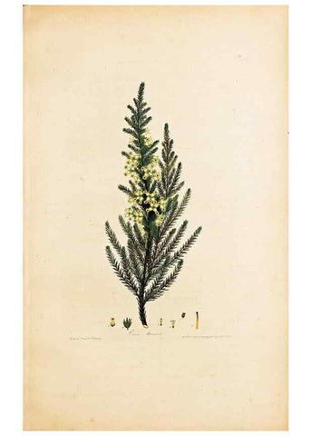 Reproducción/Reproduction 46924394255: Coloured engravings of heaths :. London :Published by the Author. Printed by T. Bensley,1802-09 [1830?]. 