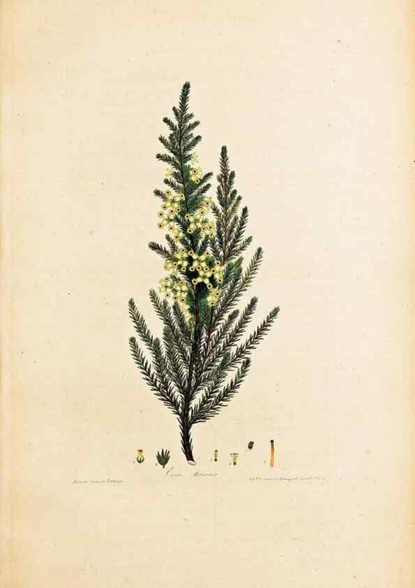 Reproducción/Reproduction 46924394255: Coloured engravings of heaths :. London :Published by the Author. Printed by T. Bensley,1802-09 [1830?]. 
