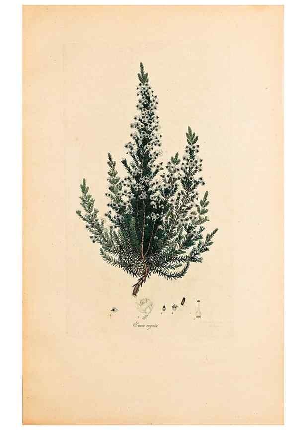 Reproducción/Reproduction 47051153724: Coloured engravings of heaths :. London :Published by the Author. Printed by T. Bensley,1802-09 [1830?]. 