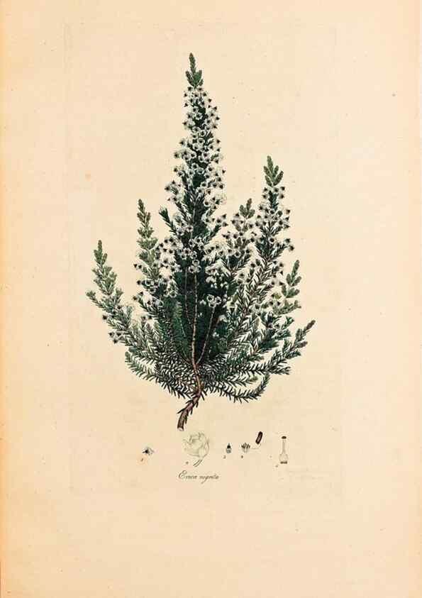 Reproducción/Reproduction 47051153724: Coloured engravings of heaths :. London :Published by the Author. Printed by T. Bensley,1802-09 [1830?]. 