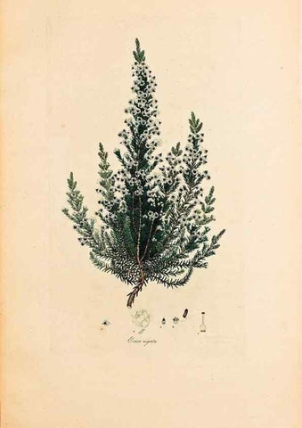Reproducción/Reproduction 47051153724: Coloured engravings of heaths :. London :Published by the Author. Printed by T. Bensley,1802-09 [1830?]. 