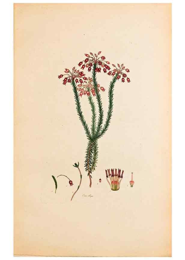 Reproducción/Reproduction 47051154494: Coloured engravings of heaths :. London :Published by the Author. Printed by T. Bensley,1802-09 [1830?]. 