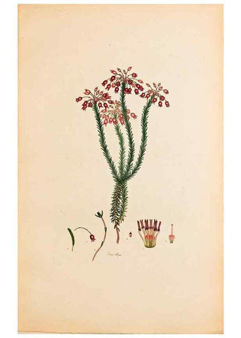 Reproducción/Reproduction 47051154494: Coloured engravings of heaths :. London :Published by the Author. Printed by T. Bensley,1802-09 [1830?]. 
