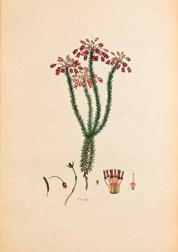Reproducción/Reproduction 47051154494: Coloured engravings of heaths :. London :Published by the Author. Printed by T. Bensley,1802-09 [1830?]. 