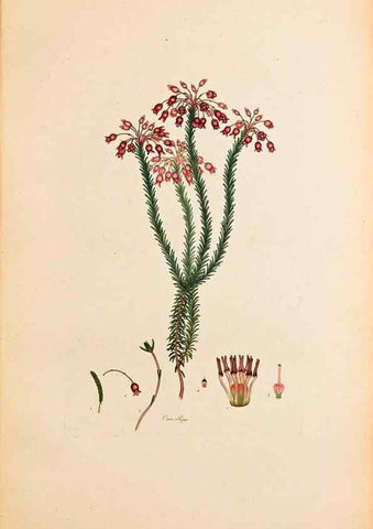 Reproducción/Reproduction 47051154494: Coloured engravings of heaths :. London :Published by the Author. Printed by T. Bensley,1802-09 [1830?]. 