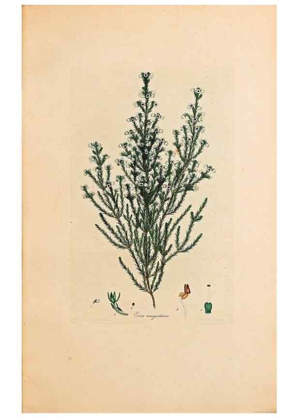 Reproducción/Reproduction 40873968803: Coloured engravings of heaths :. London :Published by the Author. Printed by T. Bensley,1802-09 [1830?]. 