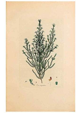 Reproducción/Reproduction 40873968803: Coloured engravings of heaths :. London :Published by the Author. Printed by T. Bensley,1802-09 [1830?]. 