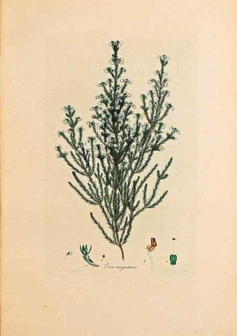 Reproducción/Reproduction 40873968803: Coloured engravings of heaths :. London :Published by the Author. Printed by T. Bensley,1802-09 [1830?]. 