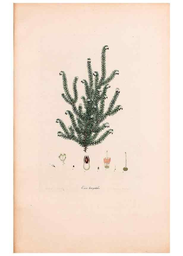 Reproducción/Reproduction 46924460395: Coloured engravings of heaths :. London :Published by the Author. Printed by T. Bensley,1802-09 [1830?]. 