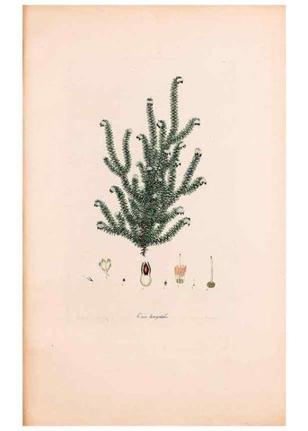 Reproducción/Reproduction 46924460395: Coloured engravings of heaths :. London :Published by the Author. Printed by T. Bensley,1802-09 [1830?]. 