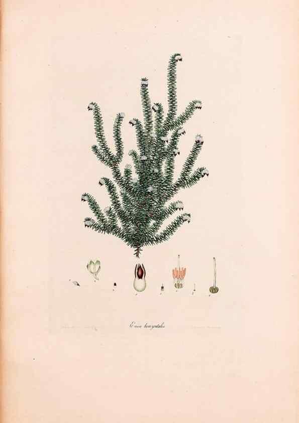 Reproducción/Reproduction 46924460395: Coloured engravings of heaths :. London :Published by the Author. Printed by T. Bensley,1802-09 [1830?]. 