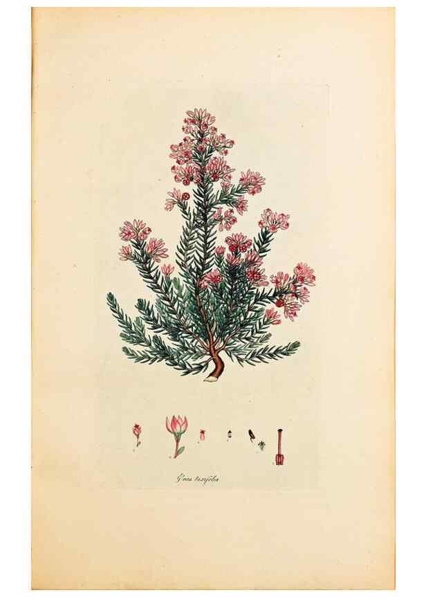 Reproducción/Reproduction 40873985043: Coloured engravings of heaths :. London :Published by the Author. Printed by T. Bensley,1802-09 [1830?]. 