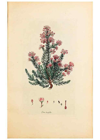 Reproducción/Reproduction 40873985043: Coloured engravings of heaths :. London :Published by the Author. Printed by T. Bensley,1802-09 [1830?]. 