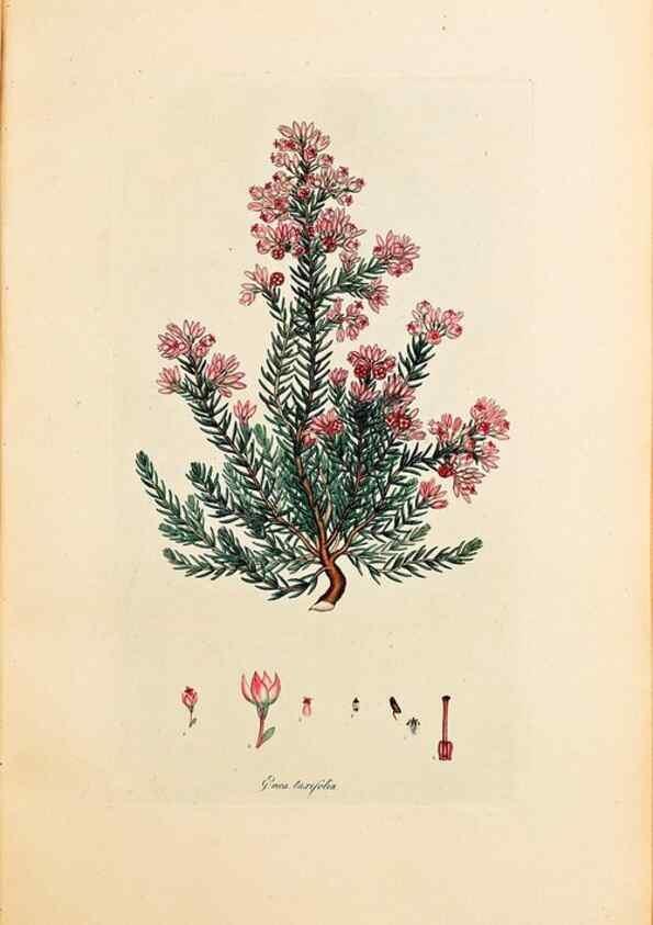 Reproducción/Reproduction 40873985043: Coloured engravings of heaths :. London :Published by the Author. Printed by T. Bensley,1802-09 [1830?]. 