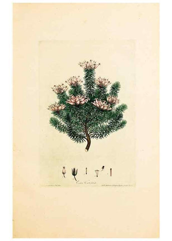 Reproducción/Reproduction 46924404555: Coloured engravings of heaths :. London :Published by the Author. Printed by T. Bensley,1802-09 [1830?]. 