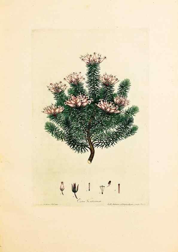 Reproducción/Reproduction 46924404555: Coloured engravings of heaths :. London :Published by the Author. Printed by T. Bensley,1802-09 [1830?]. 