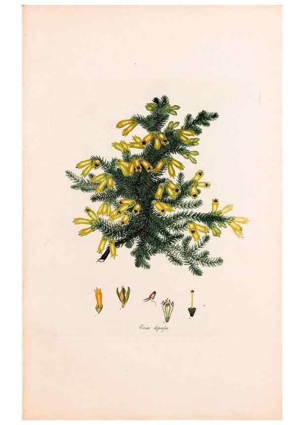 Reproducción/Reproduction 47051212834: Coloured engravings of heaths :. London :Published by the Author. Printed by T. Bensley,1802-09 [1830?]. 