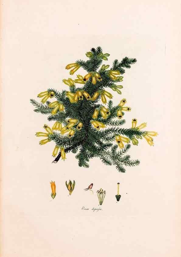 Reproducción/Reproduction 47051212834: Coloured engravings of heaths :. London :Published by the Author. Printed by T. Bensley,1802-09 [1830?]. 