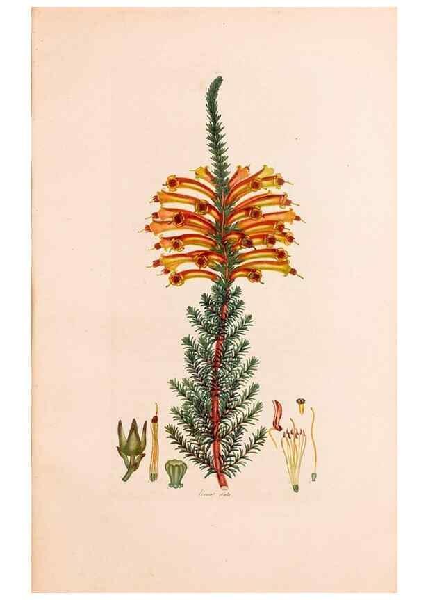 Reproducción/Reproduction 47051213304: Coloured engravings of heaths :. London :Published by the Author. Printed by T. Bensley,1802-09 [1830?]. 