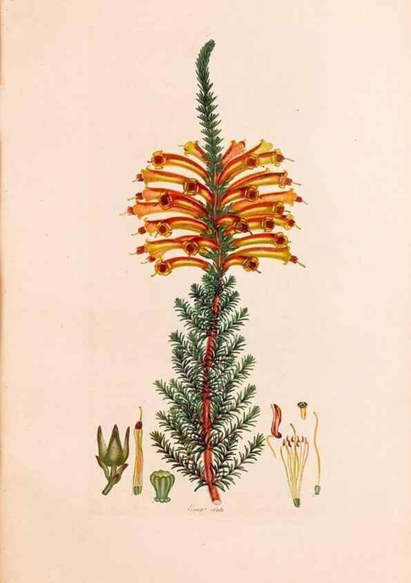 Reproducción/Reproduction 47051213304: Coloured engravings of heaths :. London :Published by the Author. Printed by T. Bensley,1802-09 [1830?]. 