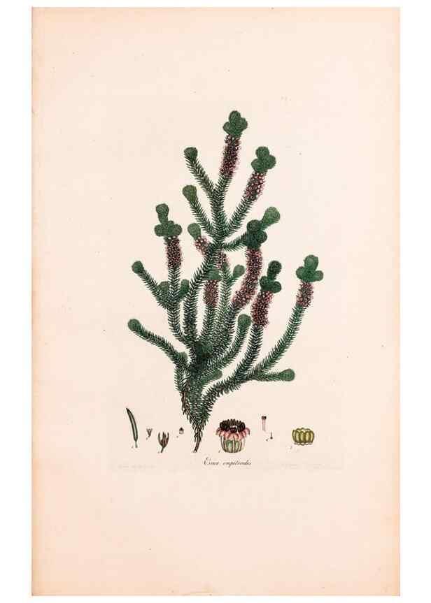 Reproducción/Reproduction 33963430258: Coloured engravings of heaths :. London :Published by the Author. Printed by T. Bensley,1802-09 [1830?]. 