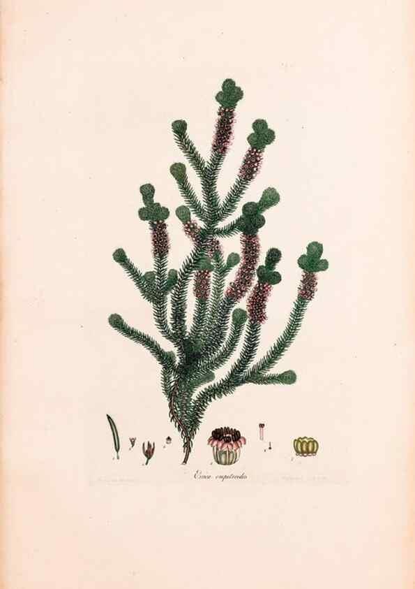 Reproducción/Reproduction 33963430258: Coloured engravings of heaths :. London :Published by the Author. Printed by T. Bensley,1802-09 [1830?]. 