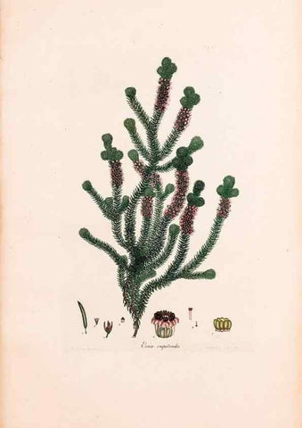 Reproducción/Reproduction 33963430258: Coloured engravings of heaths :. London :Published by the Author. Printed by T. Bensley,1802-09 [1830?]. 