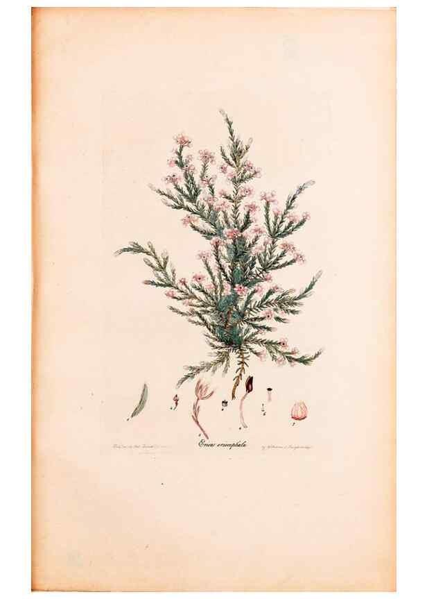 Reproducción/Reproduction 46924455865: Coloured engravings of heaths :. London :Published by the Author. Printed by T. Bensley,1802-09 [1830?]. 