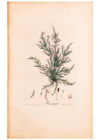 Reproducción/Reproduction 46924455865: Coloured engravings of heaths :. London :Published by the Author. Printed by T. Bensley,1802-09 [1830?]. 