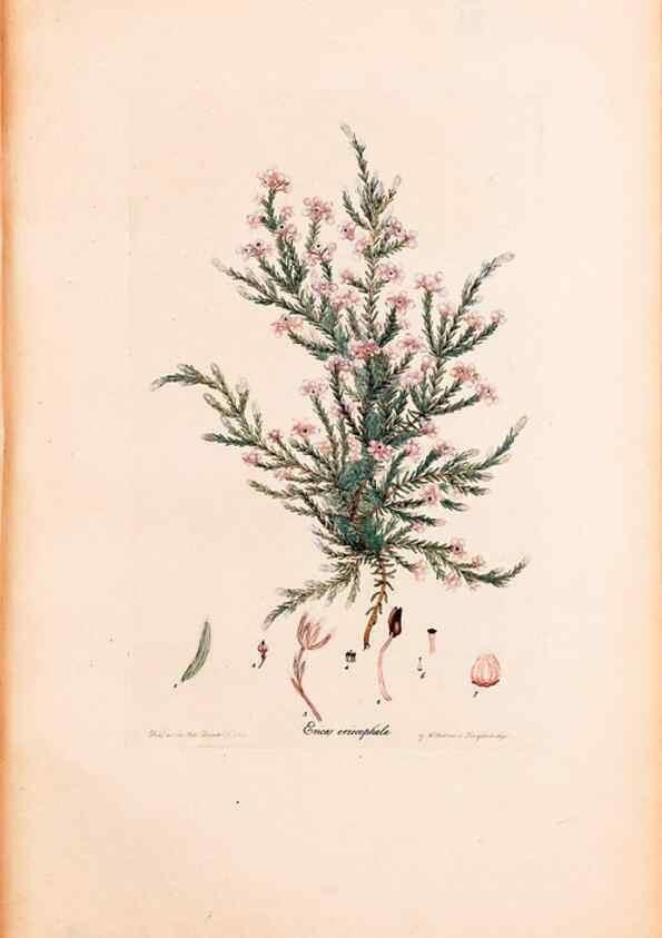 Reproducción/Reproduction 46924455865: Coloured engravings of heaths :. London :Published by the Author. Printed by T. Bensley,1802-09 [1830?]. 