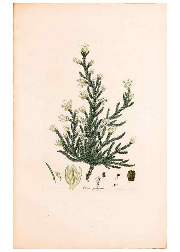 Reproducción/Reproduction 32896830847: Coloured engravings of heaths :. London :Published by the Author. Printed by T. Bensley,1802-09 [1830?]. 