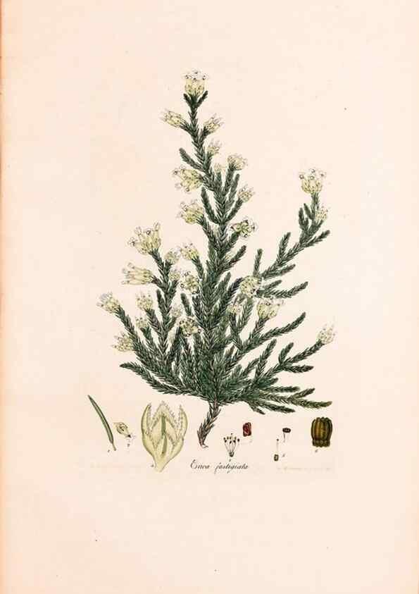 Reproducción/Reproduction 32896830847: Coloured engravings of heaths :. London :Published by the Author. Printed by T. Bensley,1802-09 [1830?]. 