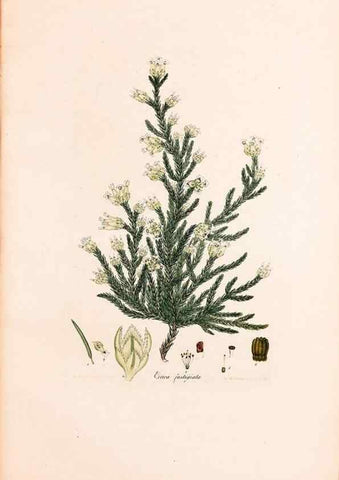 Reproducción/Reproduction 32896830847: Coloured engravings of heaths :. London :Published by the Author. Printed by T. Bensley,1802-09 [1830?]. 