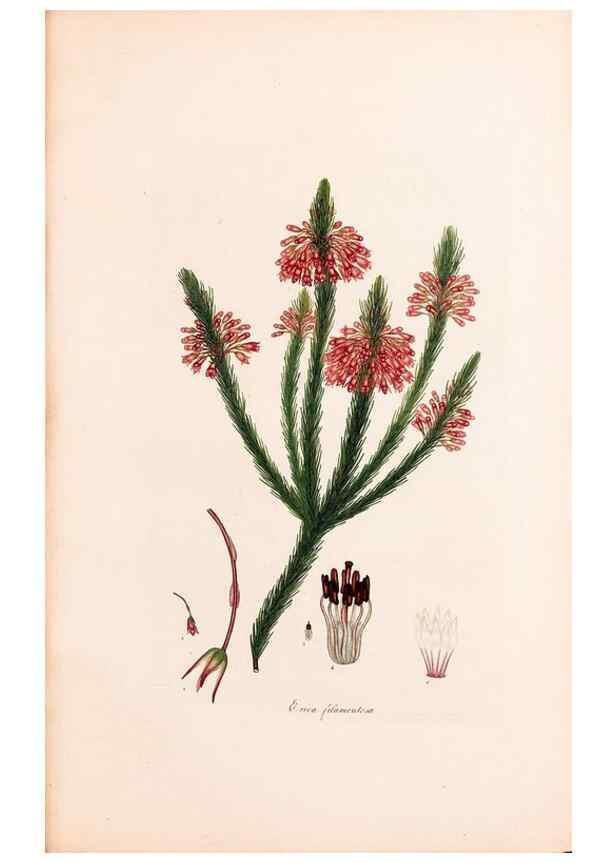 Reproducción/Reproduction 47840788481: Coloured engravings of heaths :. London :Published by the Author. Printed by T. Bensley,1802-09 [1830?]. 