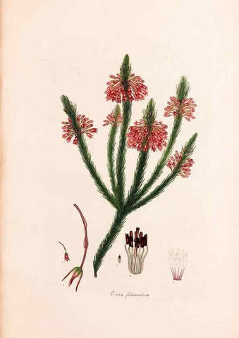 Reproducción/Reproduction 47840788481: Coloured engravings of heaths :. London :Published by the Author. Printed by T. Bensley,1802-09 [1830?]. 